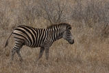 thumbnails/010-DSC_9500.JPG.small.jpeg