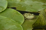 thumbnails/006-DSC_4527.JPG.small.jpeg