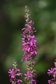thumbnails/010-DSC_4593.JPG.small.jpeg
