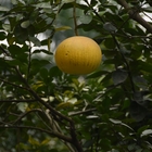 thumbnails/005-05_DSC_7128.jpeg.small.jpeg
